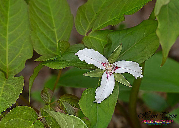 Painted Trillium 200