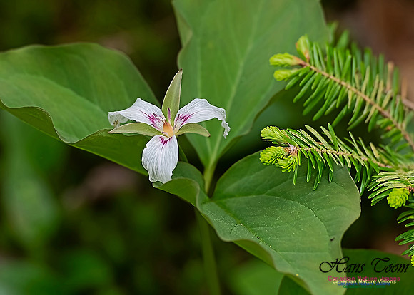 Painted Trillium 201