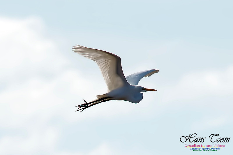 Great Egret