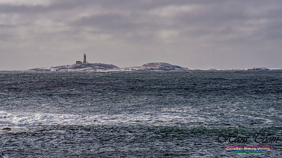 Nova Scotia Winter 316