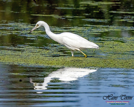 Little Blue Heron 305