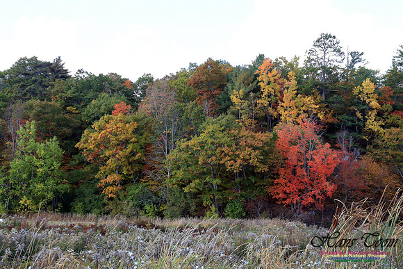 FallColours2016-1001