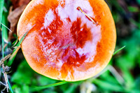 A Second Walk Among the Woodland Fungi
