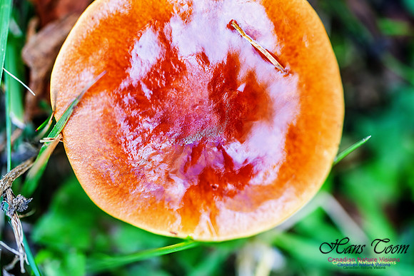 Fungus Walk In the Woodland 100