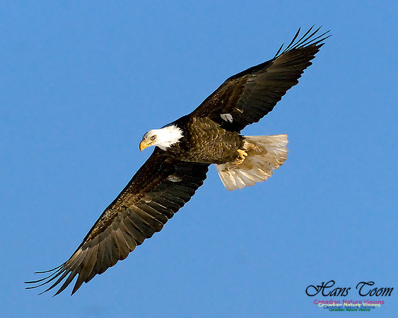 A Bald Eagle 42