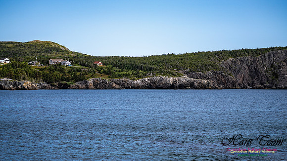 Elliston and Atlantic Puffins 101