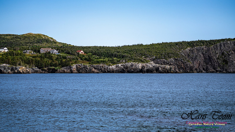 Elliston and Atlantic Puffins 101