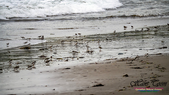 Shorebirds of Hurricane Erin 111