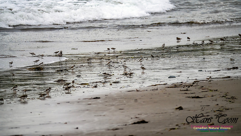 Shorebirds of Hurricane Erin 111