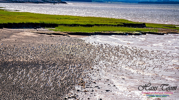 Peeps Evangeline Beach 2024 1008