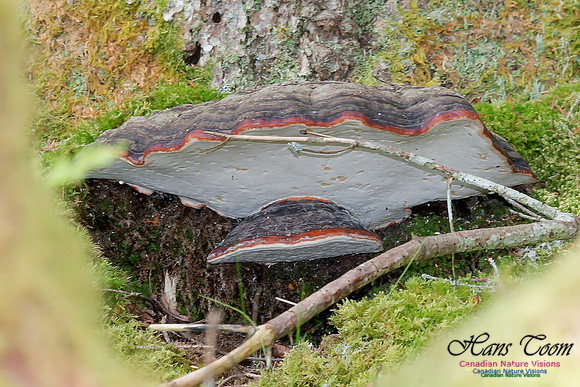 Bracket Fungus