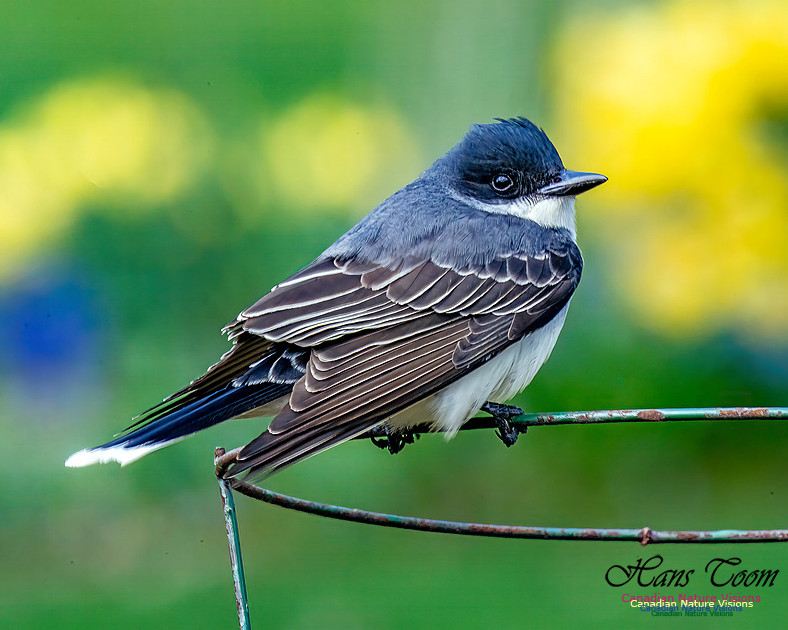 Eastern Kingbird 108