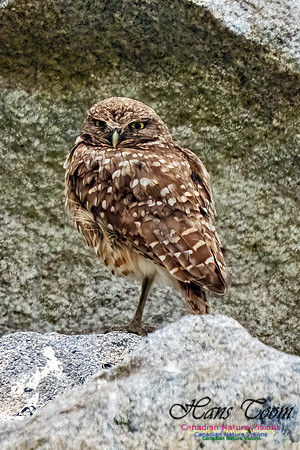 Burroying Owl 124