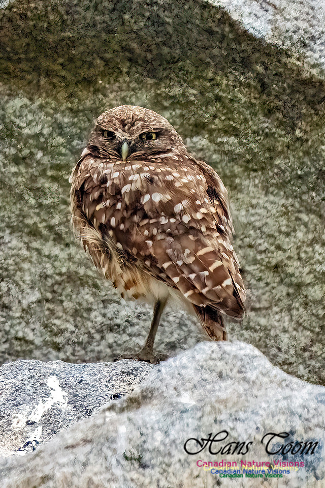 Burroying Owl 124