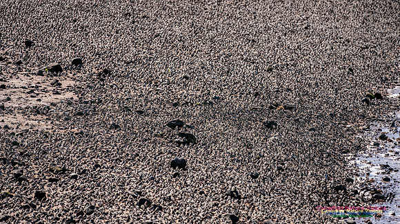 Peeps Evangeline Beach 2024 937