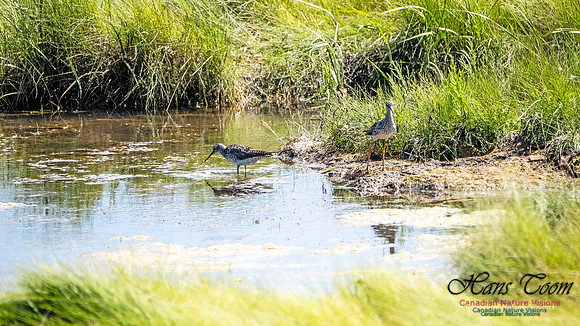 Greater Yellowlegs 102