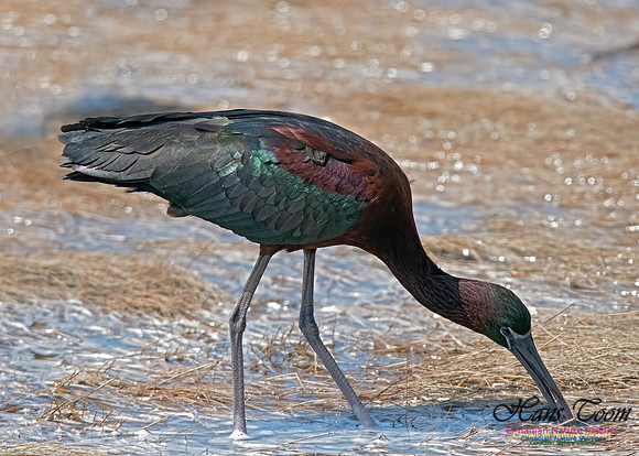 Glossy Ibis 3