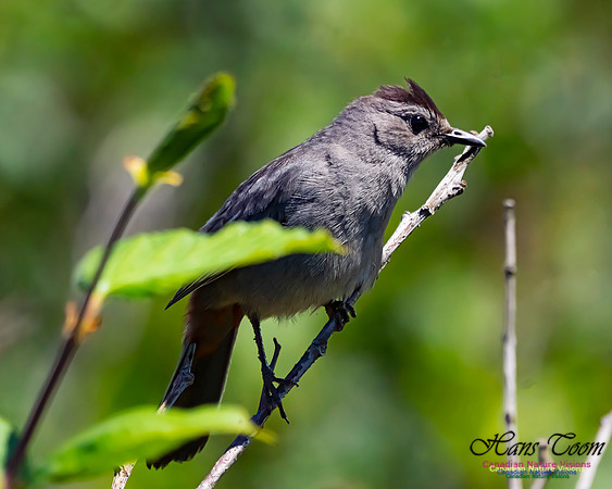 Grey Catbird 104
