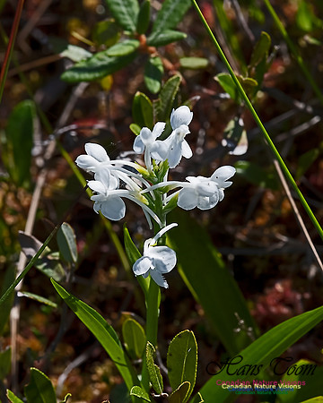 White Fringed Orchid 104