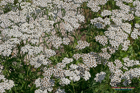 Yarrow 100