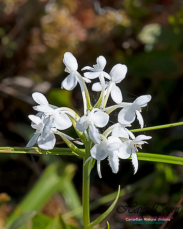 White Fringed Orchid 103