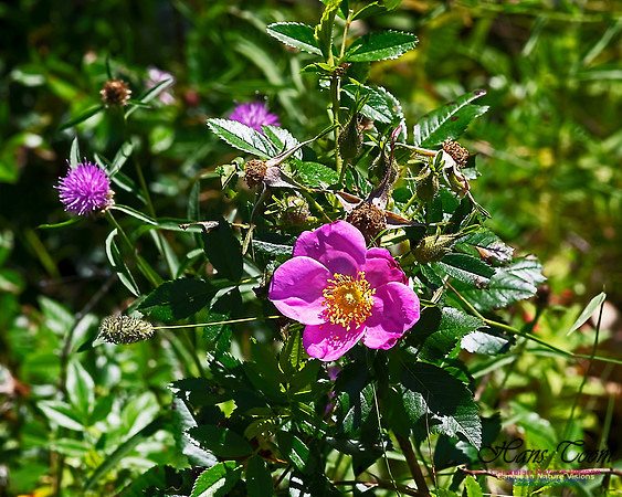 Wild Rose 100