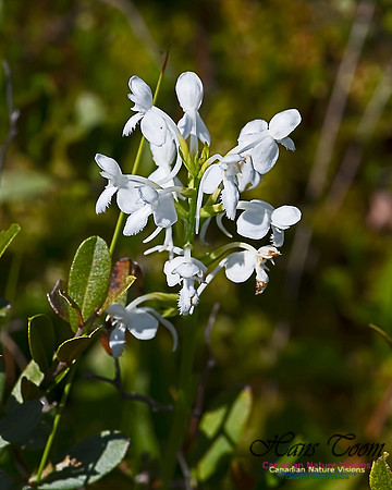 White Fringed Orchid 105