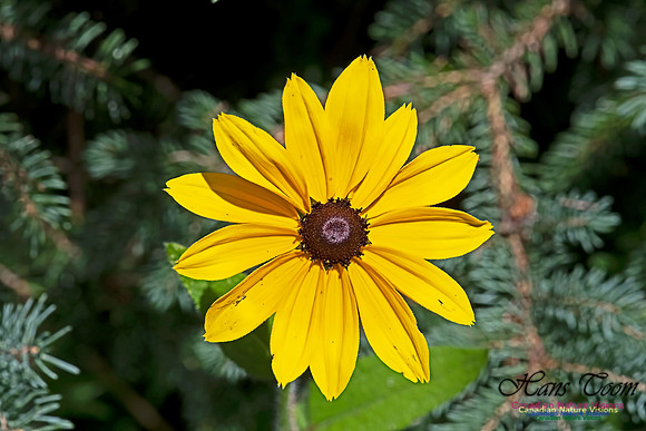 Brown-eyed Susan 100