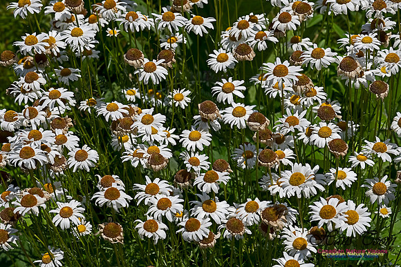 Daisy 100