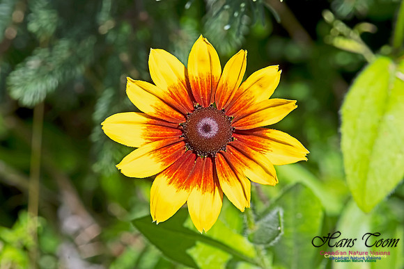 Brown-eyed Susan 101