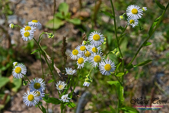 Daisy Fleabane 100