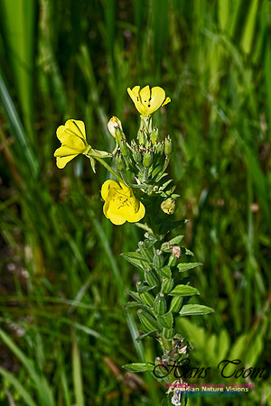 Evening Primrose 100