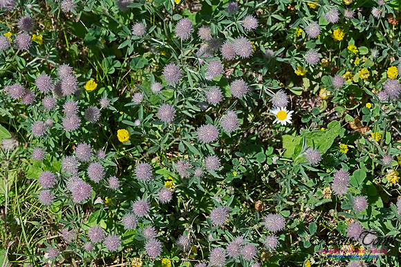 Rabbits Foot Clover