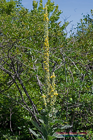 Mullein 100