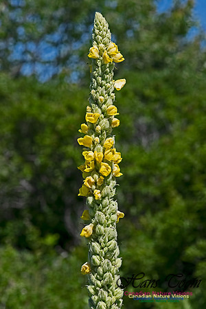 Mullein 101