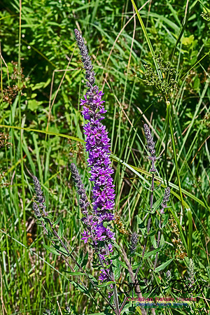 Purple Loosestrife 100