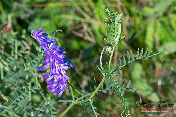 Purple Vetch 100