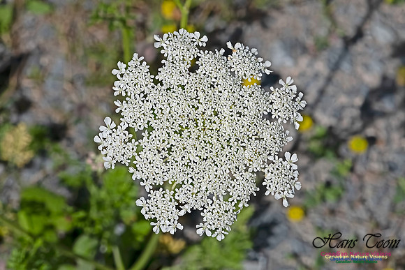 Queen Anne's Lace 100