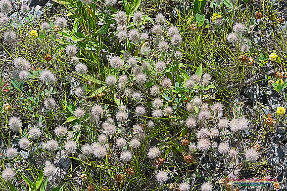 Rabbit's Foot Clover 100