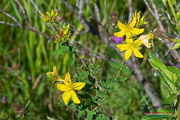 St. John's Wort 100