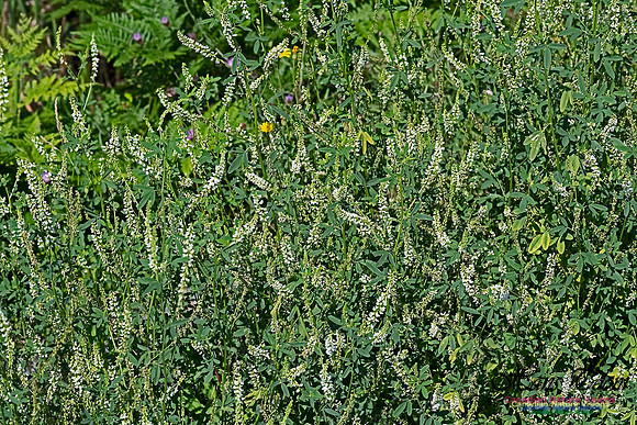 Tall Sweet Clover 100