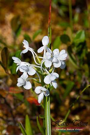 White Fringed Orchid 100