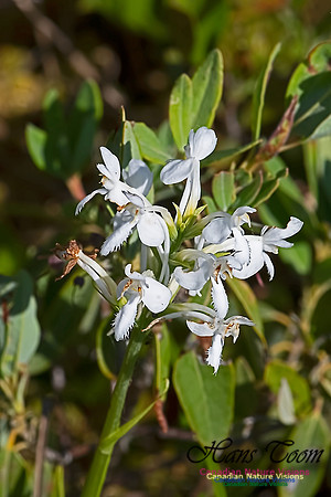 White Fringed Orchid 101