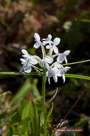 White Fringed Orchid 102