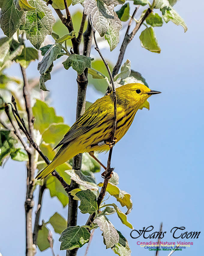 Yellow Warbler 100