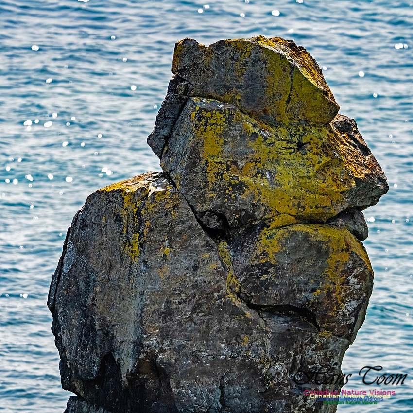 Elliston and Atlantic Puffins 137