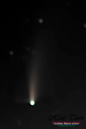 Comet Neowise 203