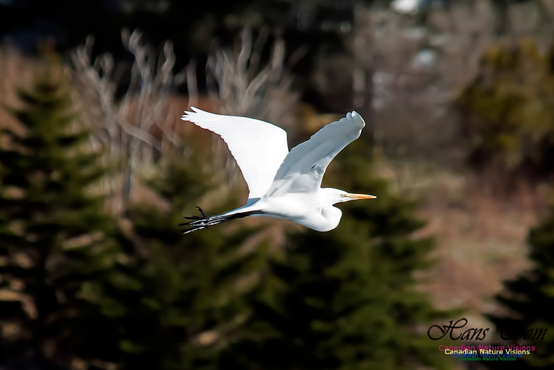 Great Egret