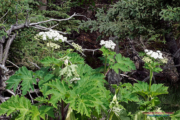 Cow Parsnip