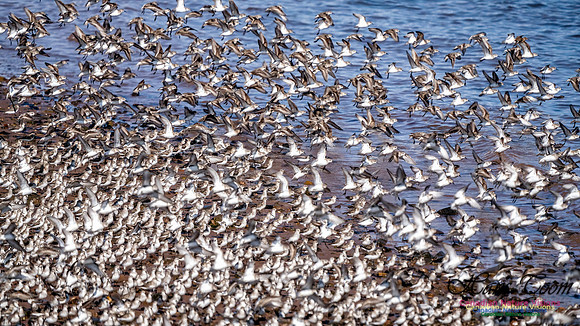 Evangeline Beach Peeps 2024 1022
